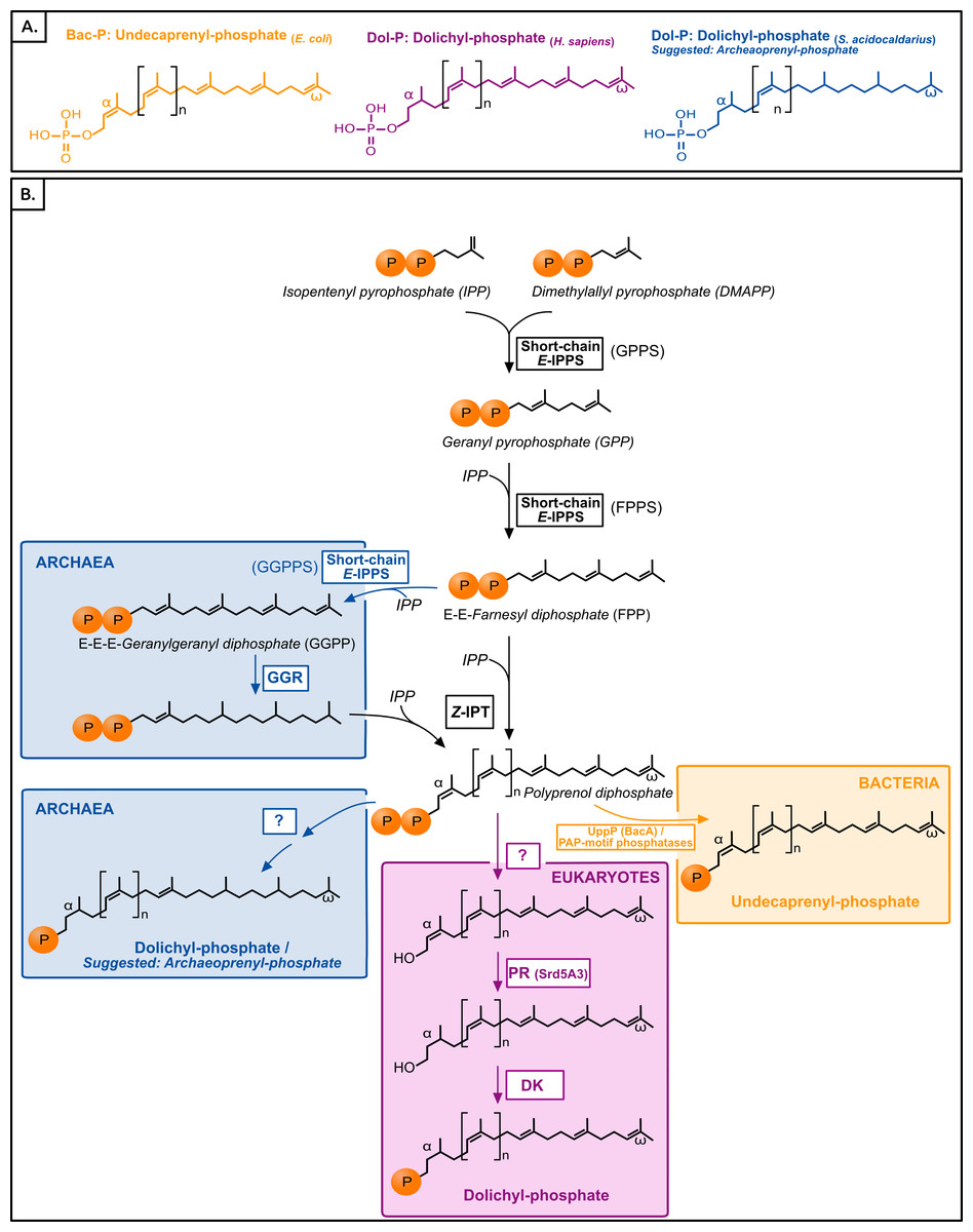 Biosynthesis of the cell membrane Fig-1-10