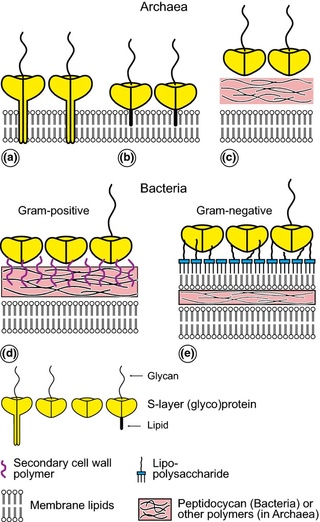 Biosynthesis of the cell membrane Fmr00312