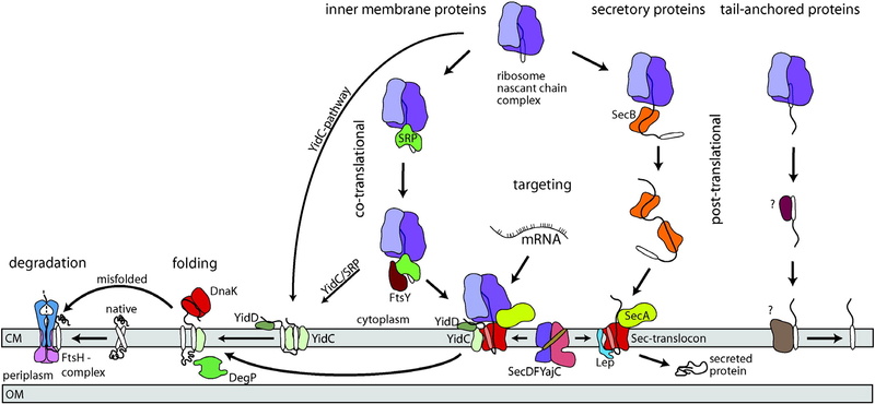 Assembly of bacterial inner membrane proteins Inner_10