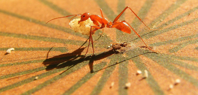 How Ants Use Vision When Homing Backward Meloph10