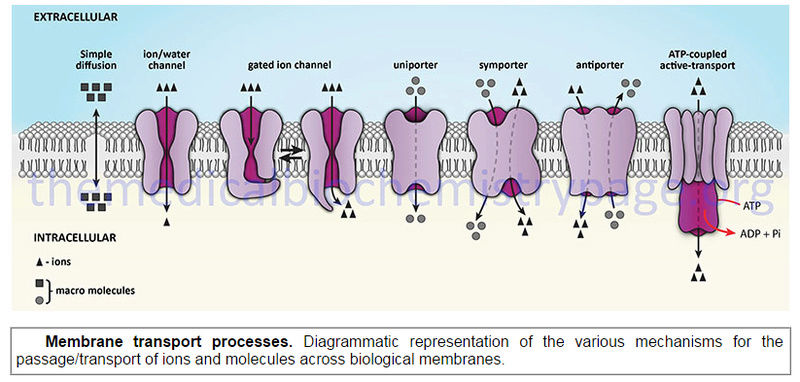 How Cell membrane proteins point to the requirement of planning, intelligence and design for their biosynthesis specific function, and insertion in the cell membrane Membra10