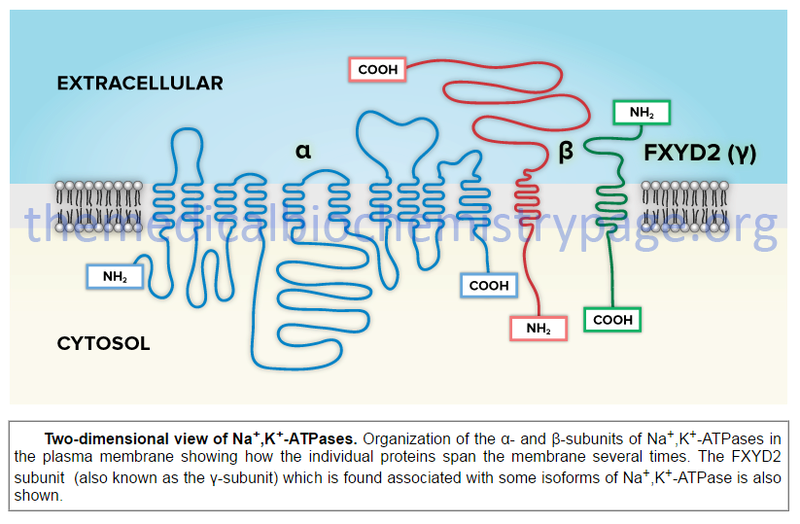 How Cell membrane proteins point to the requirement of planning, intelligence and design for their biosynthesis specific function, and insertion in the cell membrane Nak-at10