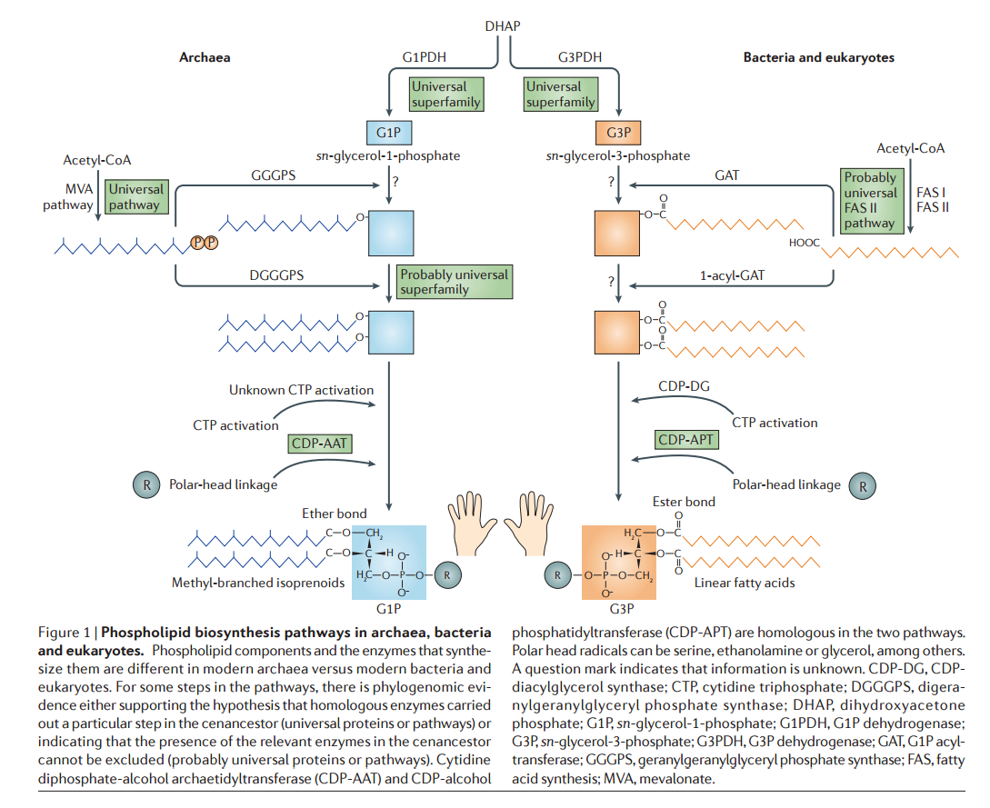 Biosynthesis of the cell membrane Phosph10