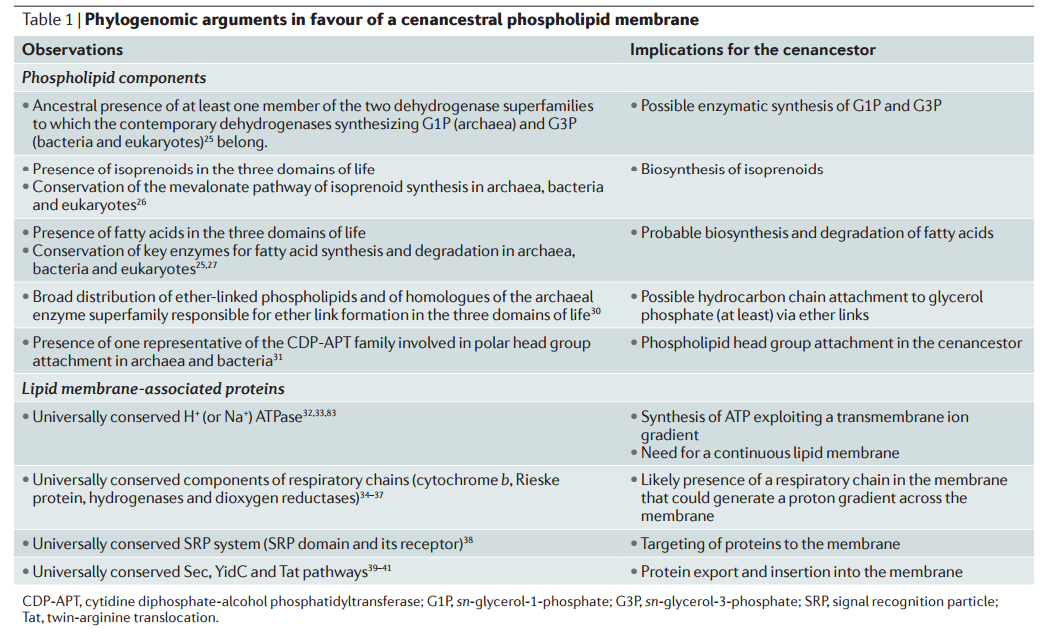 Biosynthesis of the cell membrane Phosph11