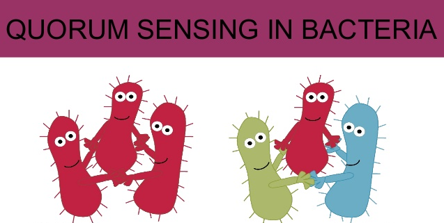 Bacteria Use Sophisticated Language, and work in teams Quorum10