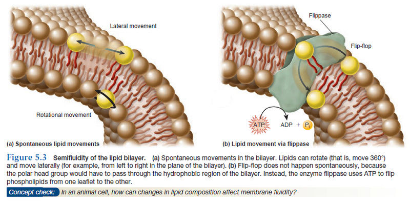 How Cell membrane proteins point to the requirement of planning, intelligence and design for their biosynthesis specific function, and insertion in the cell membrane Semifl10