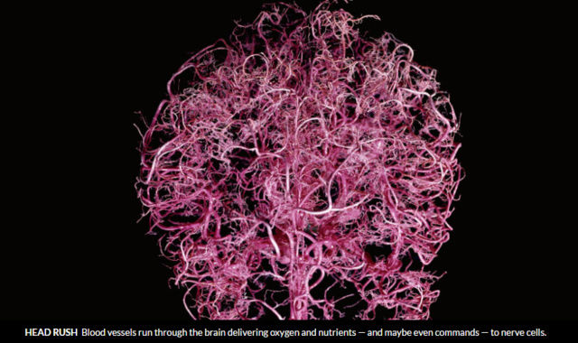 Scientist Transform Blood Cells into Neurons Stupid11