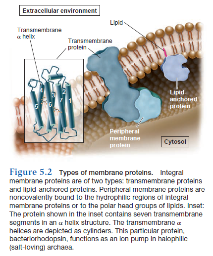 How Cell membrane proteins point to the requirement of planning, intelligence and design for their biosynthesis specific function, and insertion in the cell membrane Types_10