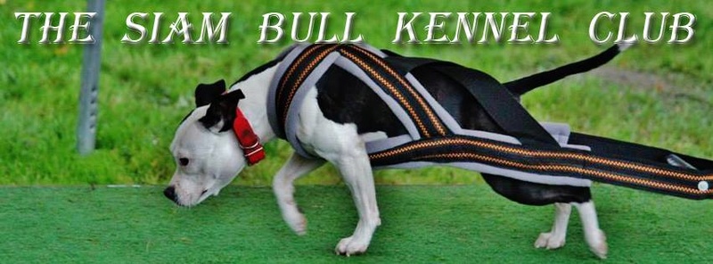 Siambull Siam10
