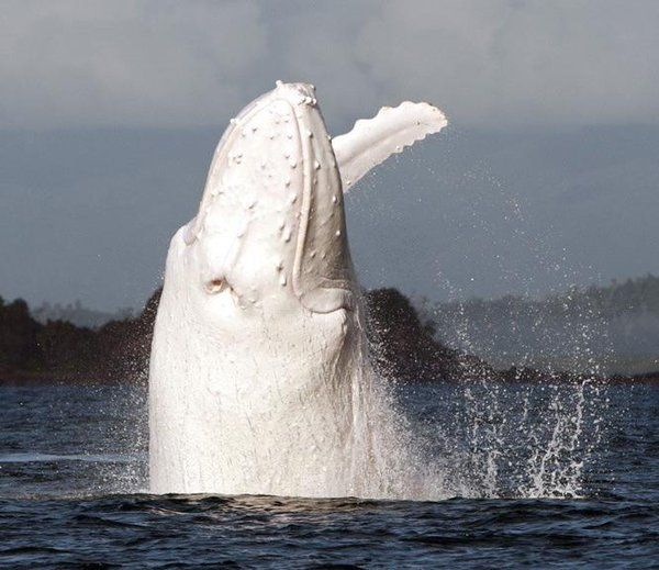 Migaloo, la única ballena albina que se conoce Migalo10