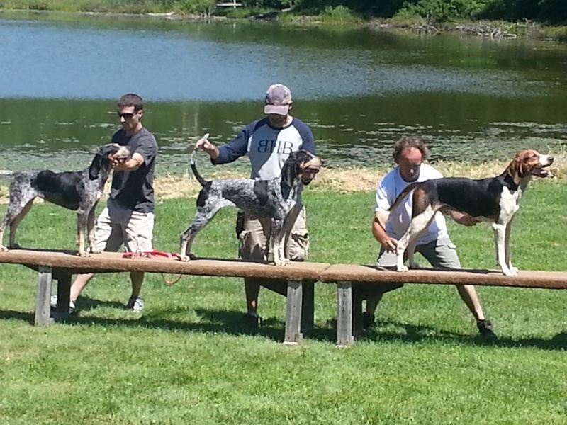 2013 New England Coonhunters Reunion / Vermont State Championships C510