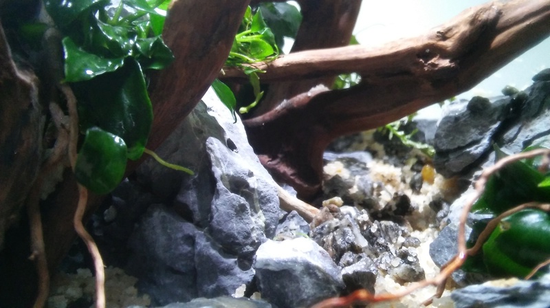 Nano 20L by Aymeriscape 20161110