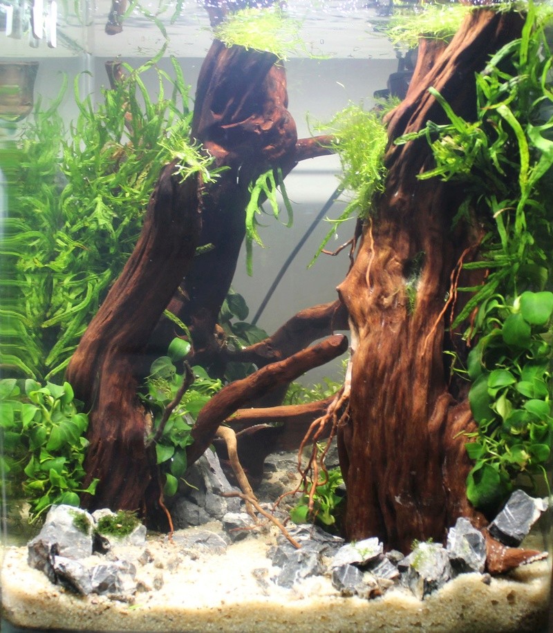 Nano 20L by Aymeriscape 711