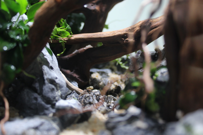 Nano 20L by Aymeriscape Img_3411