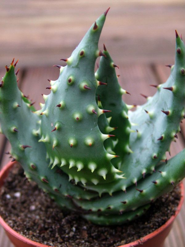 ID Aloe [Aloe aculeata]  confirmer 75772410