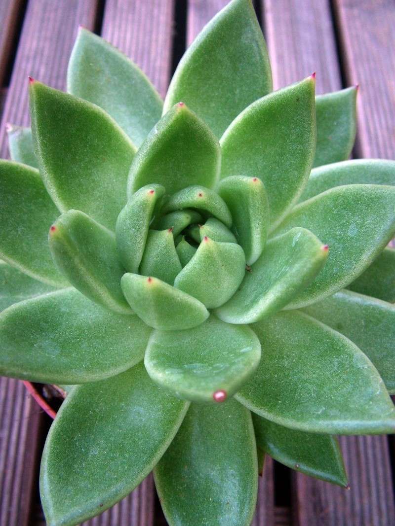 Aide pour ID Echeveria Echeve10