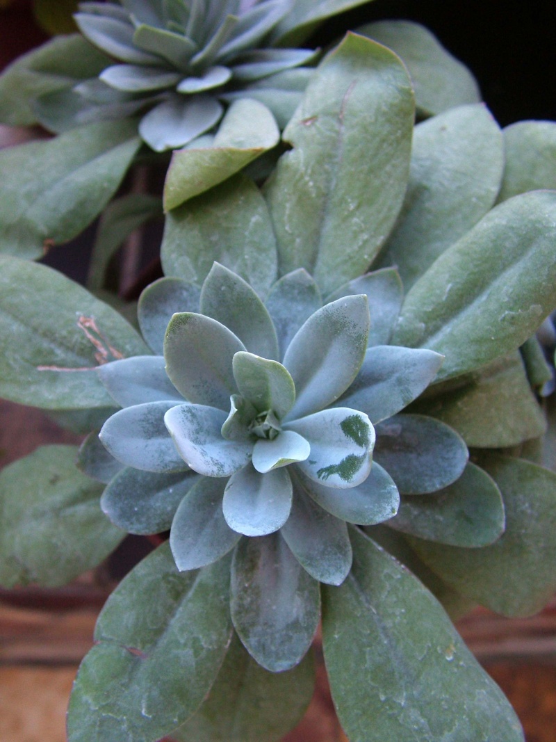 Senecio cephalophorus Seneci10