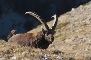 Chasse au bouquetin dans les Alpes Suisses Bouque14