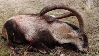 Ibex de gredos Espagne... Bouque16