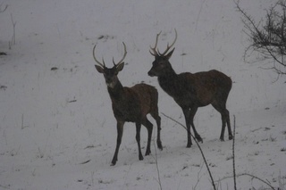 sortie cervidés Francais....sans arme... Cerf_310