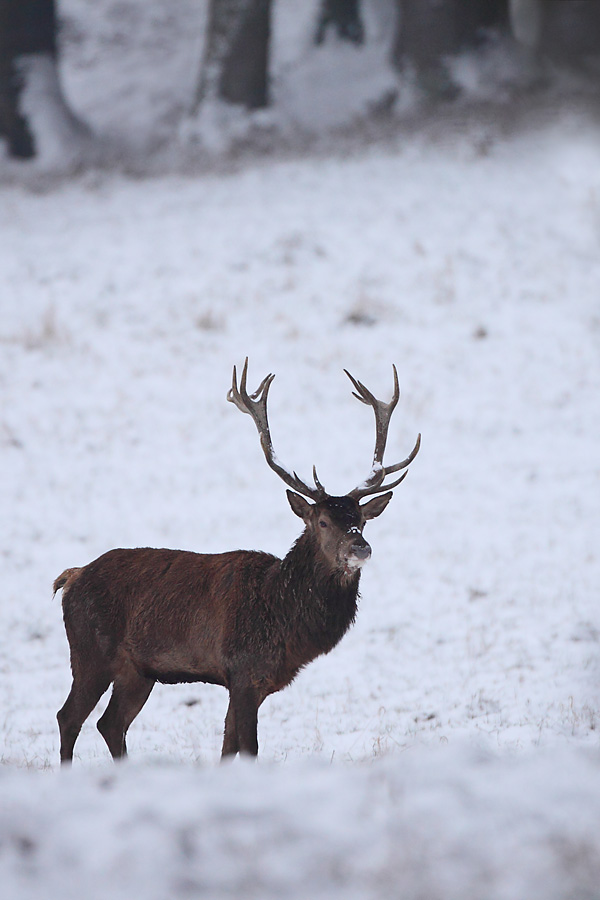 sortie cervidés Francais....sans arme... Cerf_d11