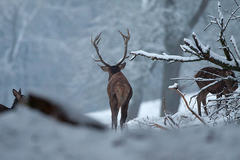 sortie cervidés Francais....sans arme... Cerf_d13