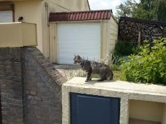 2 chattes âgées abandonnées Cam00110