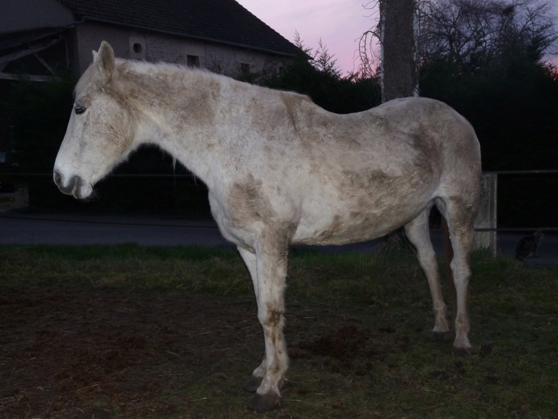 NON ADOPTABLE Hérisson cheval de selle OC né en Avril 1995 en FALD chez Hélène Dept 18 ,  Thumbn15