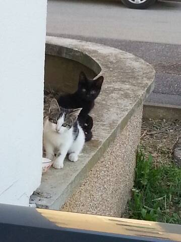 Chaton Errant Oeil Creve Besoins D Avis Svp Chaton Errant Oeil Creve Besoins D Avis Svp