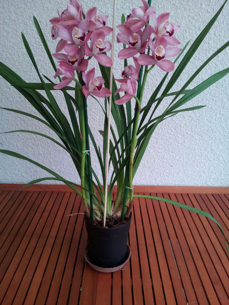 cymbidium en fleur 20170130