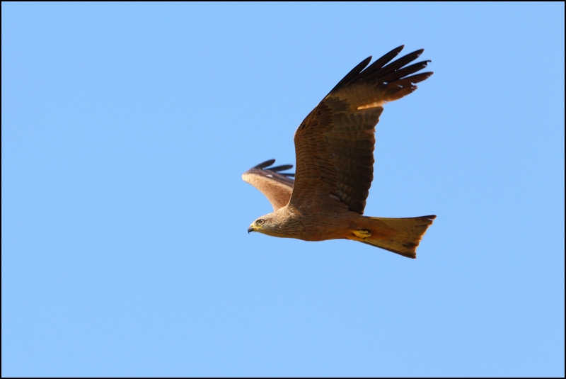 Photos de Fisher24 : maj du 20/01/16 (Le Teich) - Page 14 Img_9910