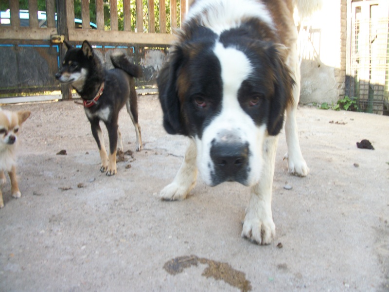 [résolu]BANDIT saint Bernard mâle 1 an poils longs - spa de Dompierre/s/Veyle (01) 100_6524