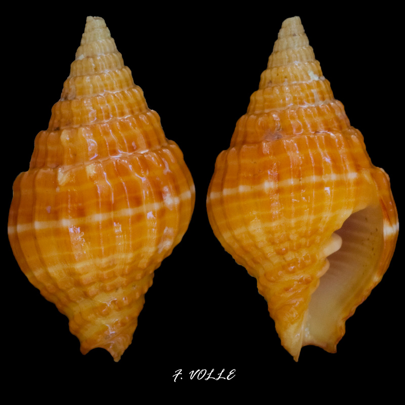 Vexillum aureolatum (Reeve, 1844) 12_9mm10