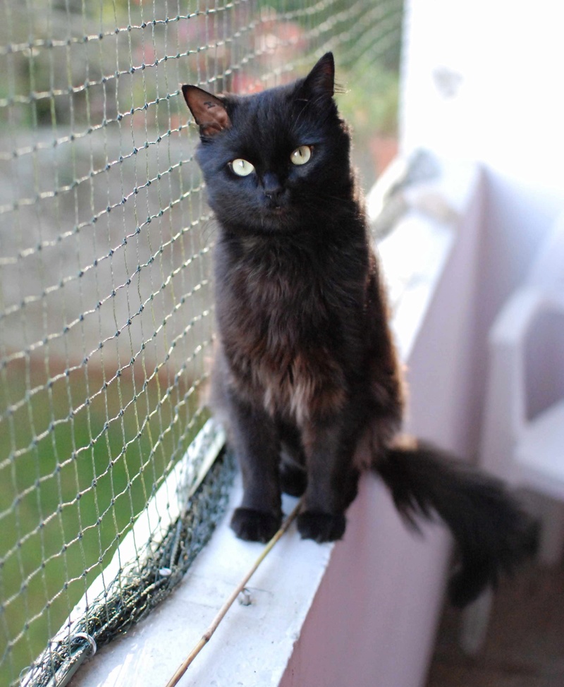 INDIGO, chat européen noir aux poils mi-longs, né en 2012 Indigo10