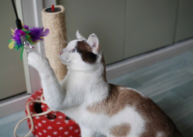 INVICTUS, chat européen marron&blanc, né en 2013, en FA longue durée Invict21