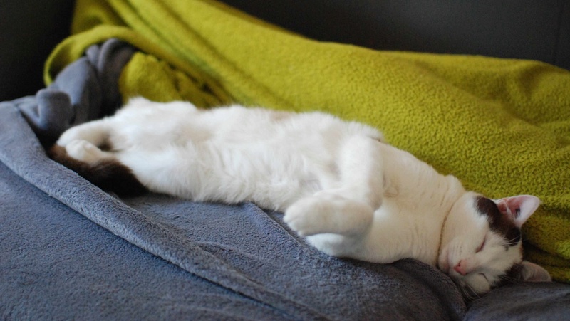 INVICTUS, chat européen marron&blanc, né en 2013, en FA longue durée Invict25