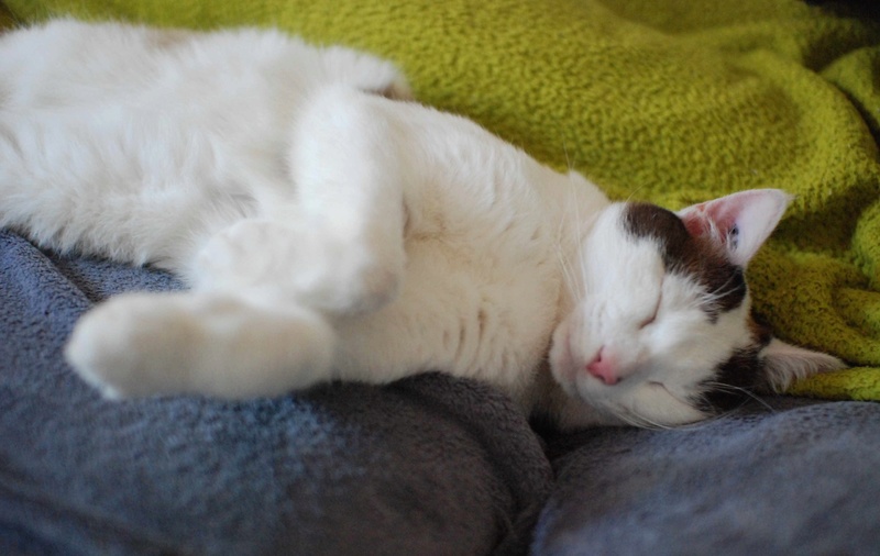INVICTUS, chat européen marron&blanc, né en 2013, en FA longue durée Invict28