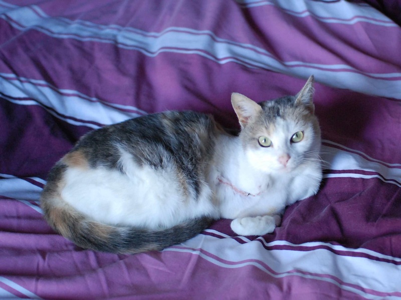 JOUBA, chatte européenne tricolore, née en 2014 Jouba_16