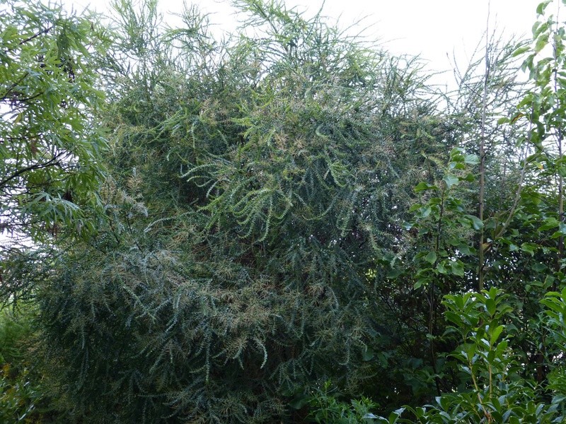 Acacia pravissima [identification] Acacia13