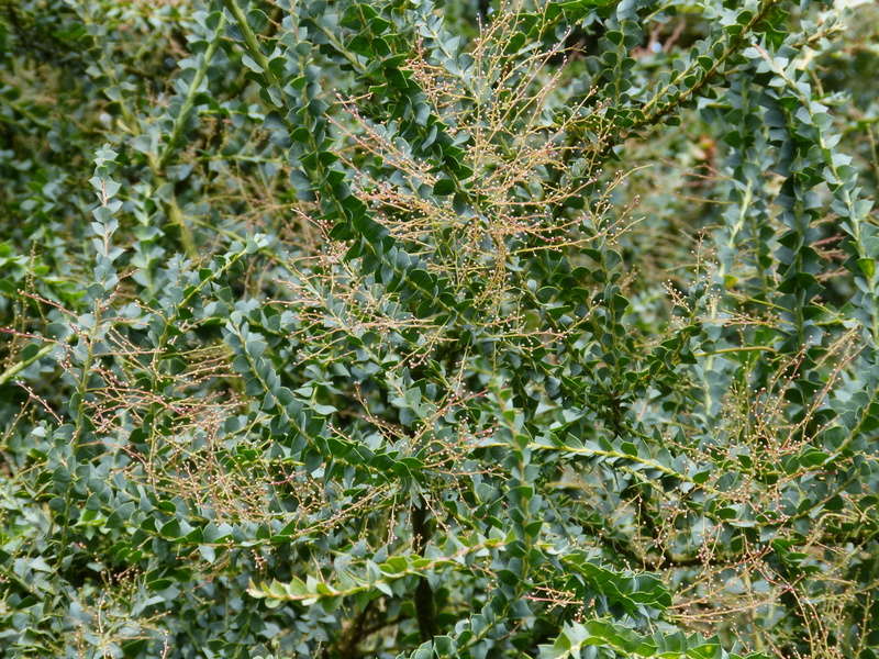 Acacia pravissima [identification] Acacia14