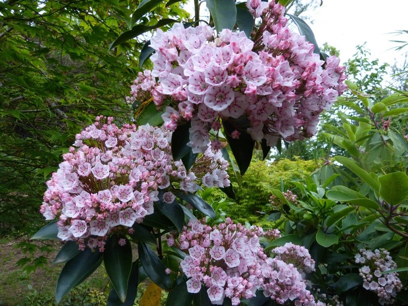 Kalmia latifolia - kalmie à feuilles larges Kalmia11