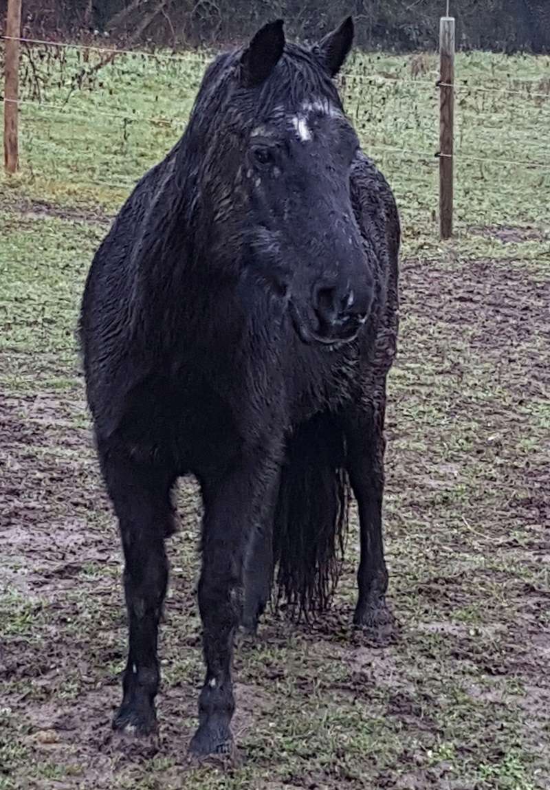 FICELLE DE BREUIL- ONC Poney née en 1994 - placée par son CE 20161210