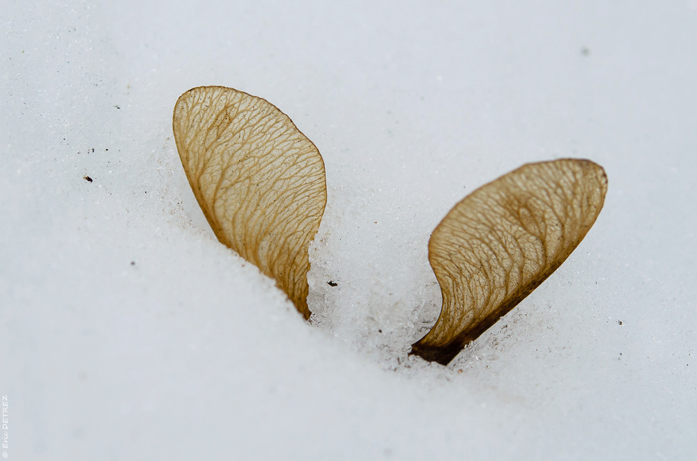 Graines, akènes, plume et neige Dsc_0105