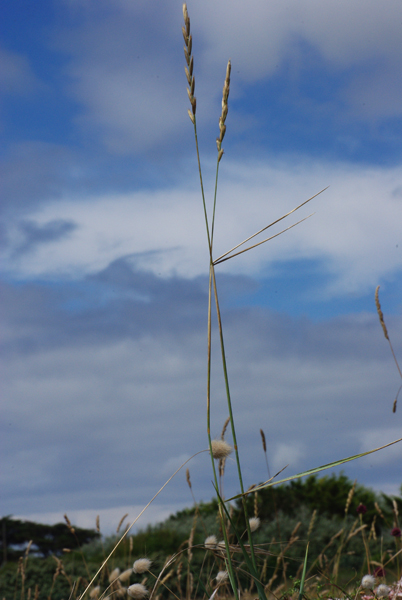 plantes de dunes : Sedum, Elytrigia, Vincetoxicum, Paronychia, Polygonum  Brachy10