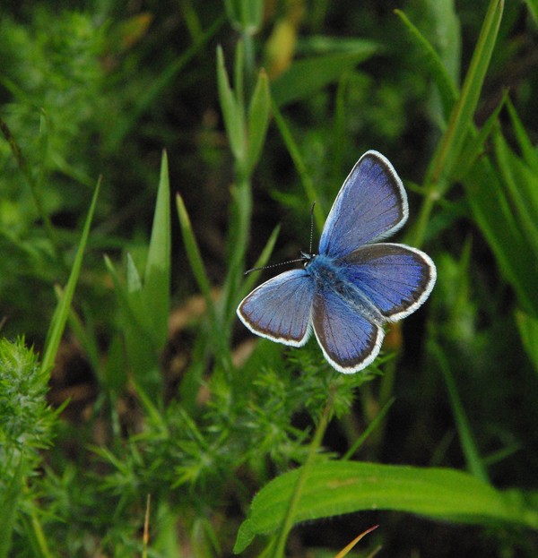 [Azuré de la bugrane ou azuré commun (Polyommatus icarus)] Un autre azuré, peut-être Imgp5610