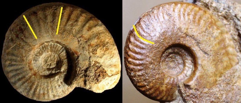 Ammonitida - Hecticoceratidae - † Hecticoceras sp. - Callovien 084310
