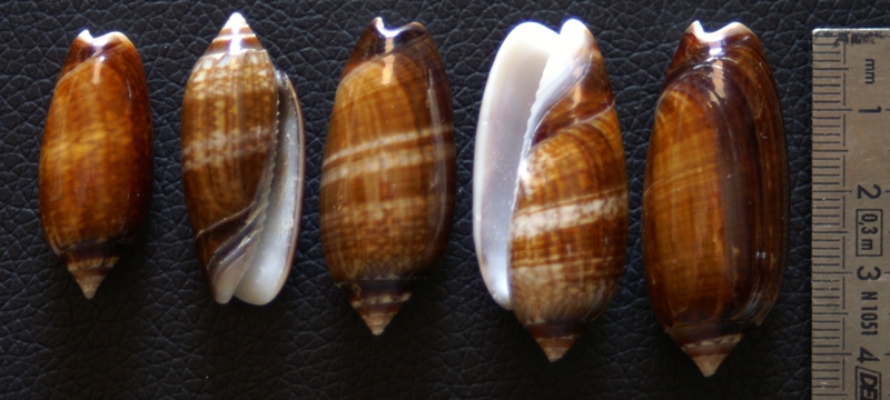 Americoliva bifasciata Kuster, 1878 - Worms = Oliva bifasciata bifasciata Küster in Weinkauff, 1878· 1_oliv12