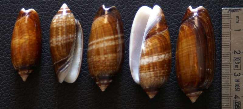 Americoliva bifasciata  Kuster, 1878 - Worms = Oliva bifasciata bifasciata Küster in Weinkauff, 1878· 1_oliv12