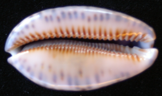 Mauritia arabica immanis - Schilder & Schilder, 1939 2-110