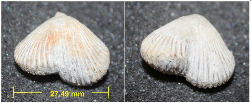 Rhynconellidae - † Cyclothyris difformis (Valenciennes in Lamarck, 1819) - Santonien inf. 2_cycl10